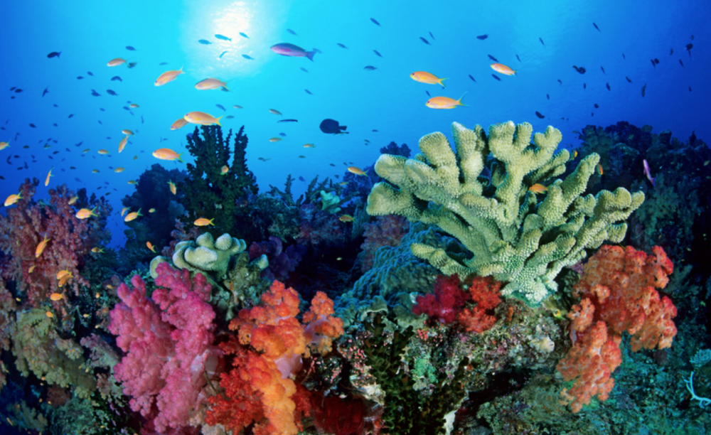 grande barriera corallina colori