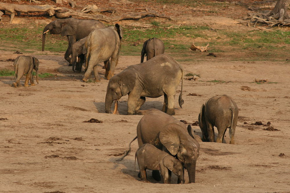 elefante africano foreste