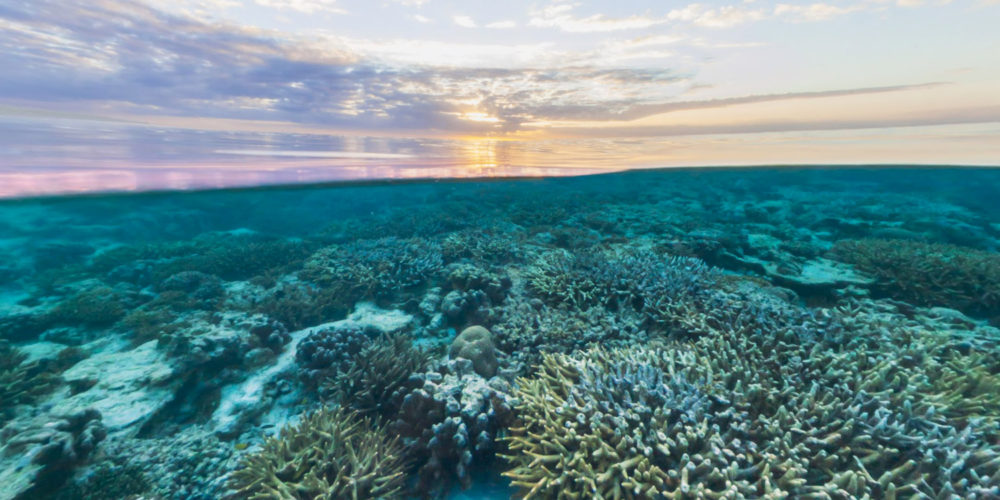 grande barriera corallina protezione