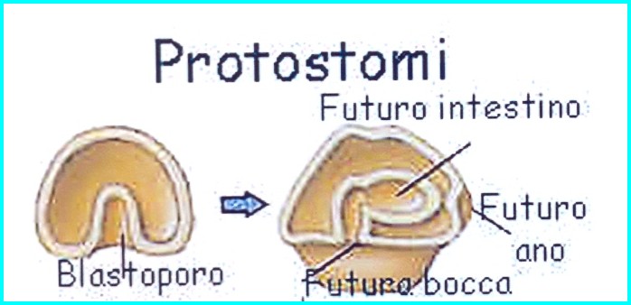 Differenze tra protostomi e deuterostomi.