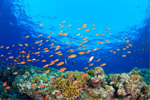 grande barriera corallina cosa sapere