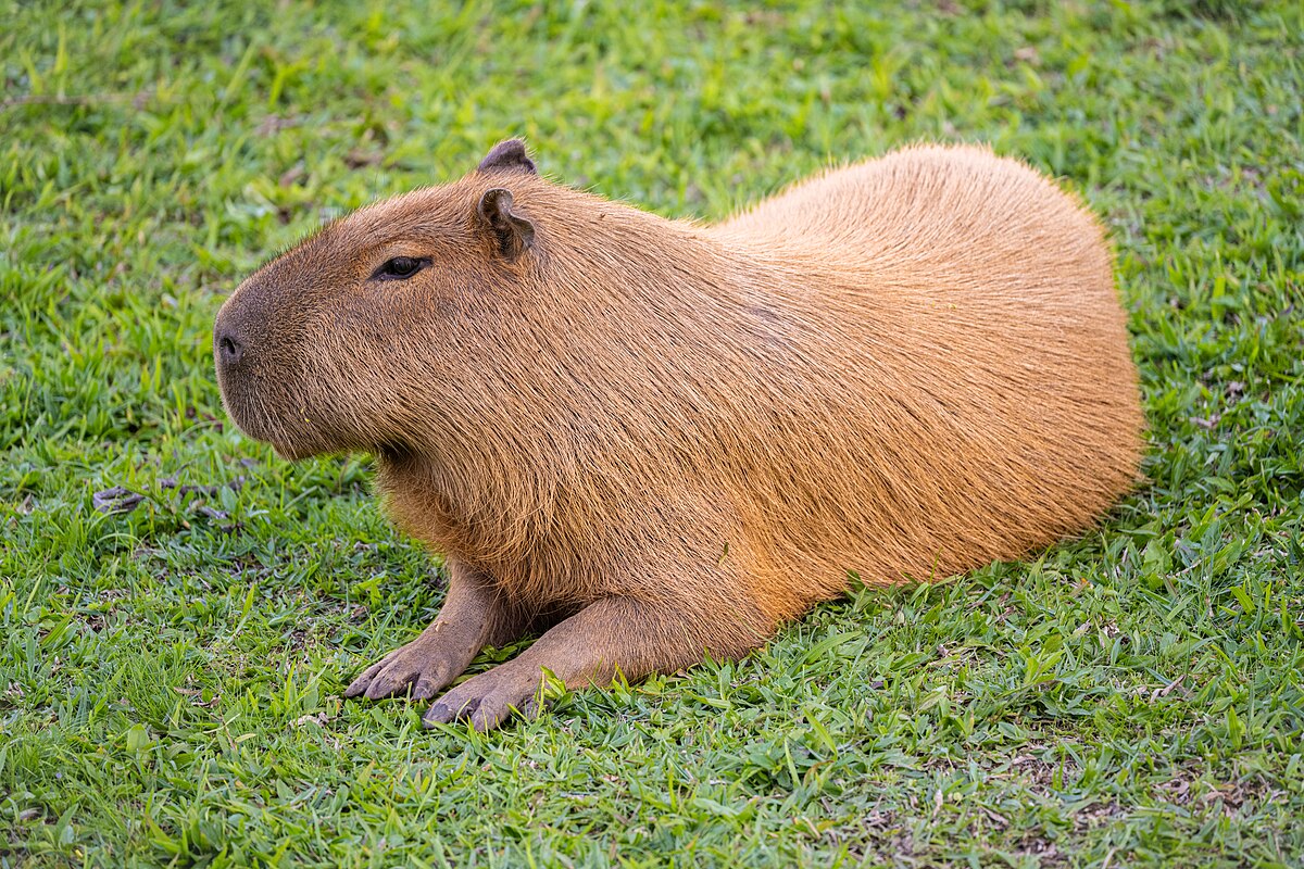 Capibara: di cosa si tratta