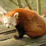 Panda rosso: l’immaginario collettivo lo scambia come un panda gigante
